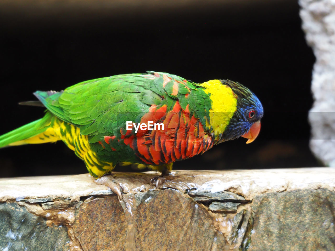 Close-up of rainbow lorikeet perching on stone