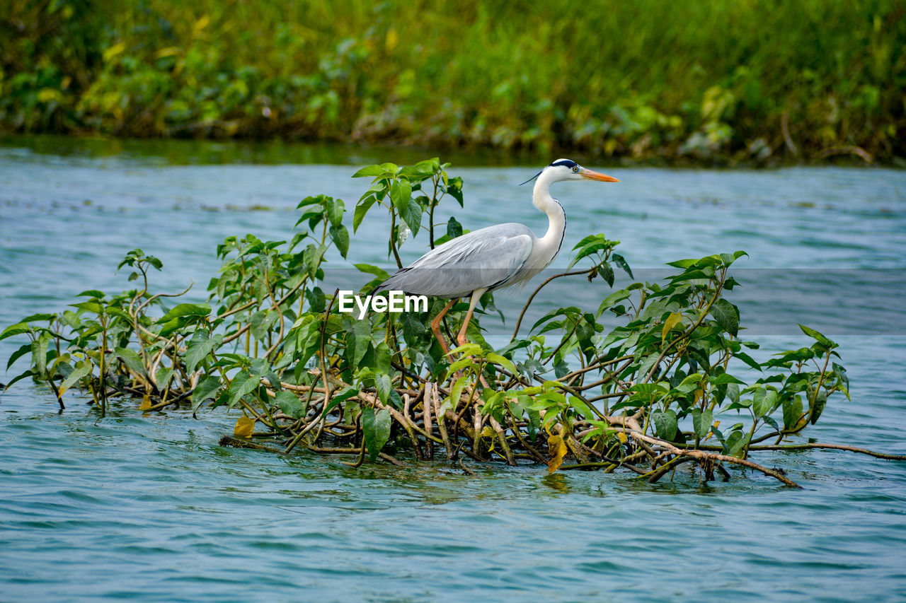 BIRD IN LAKE