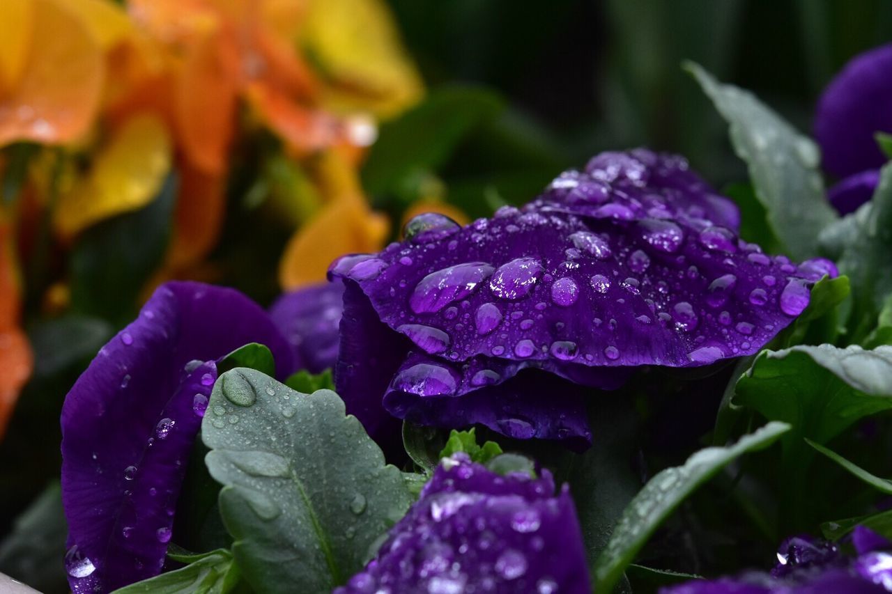 CLOSE-UP OF WET PURPLE FLOWER BLOOMING OUTDOORS
