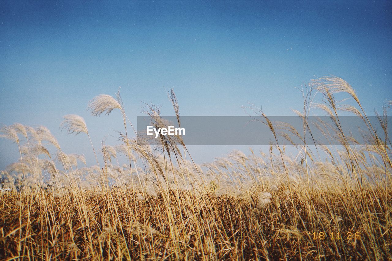 LOW ANGLE VIEW OF TALL GRASS ON FIELD AGAINST CLEAR SKY