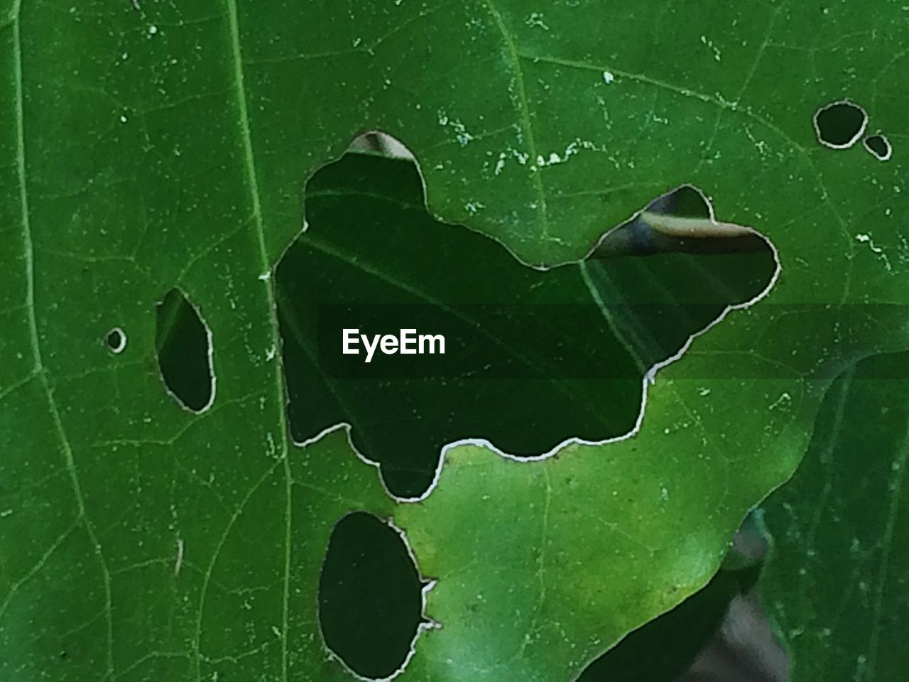 CLOSE-UP OF LEAVES