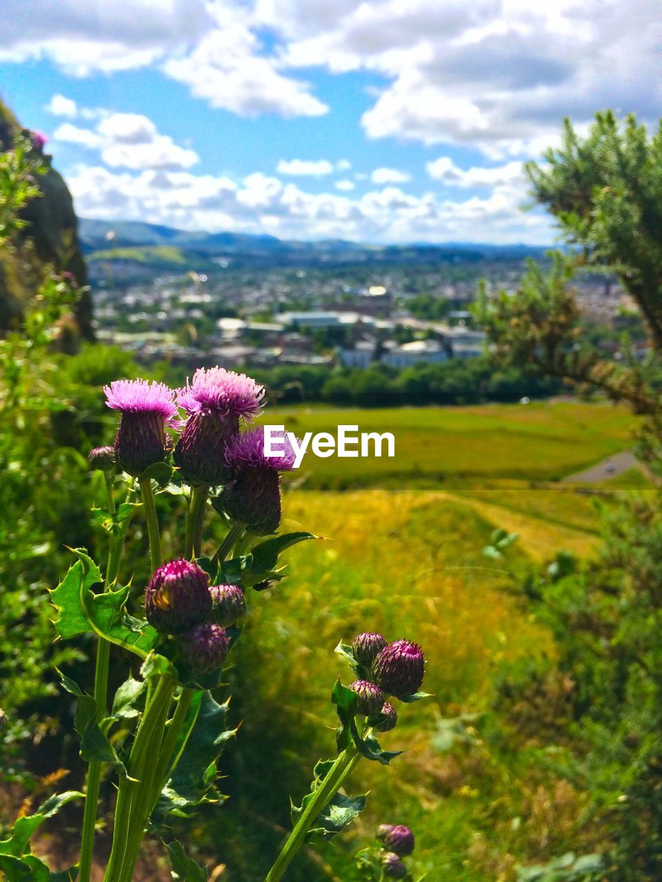 Close-up of flowers blooming on field against sky