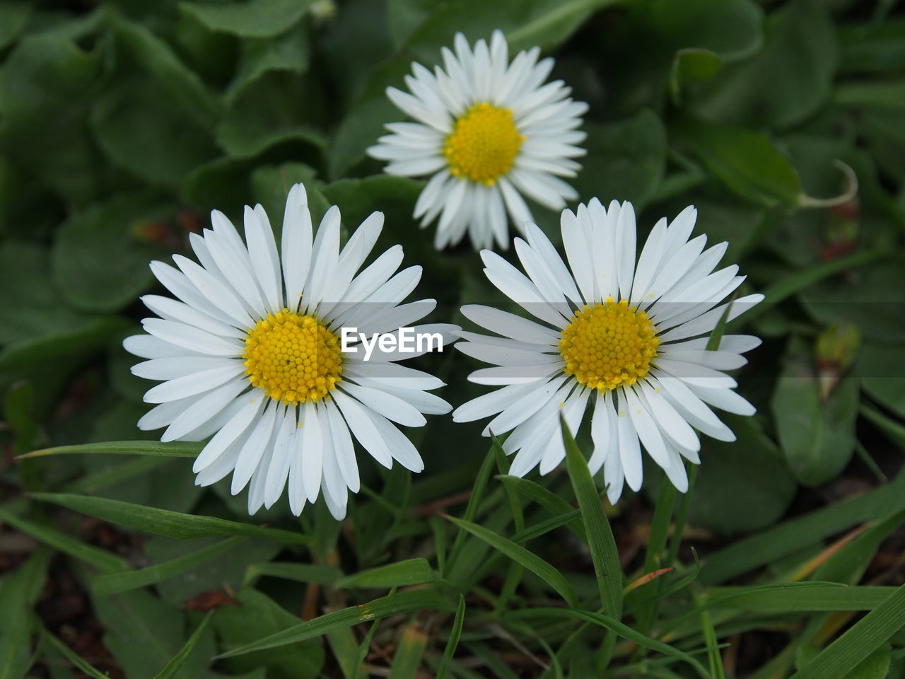 Close-up of white daisy flowers