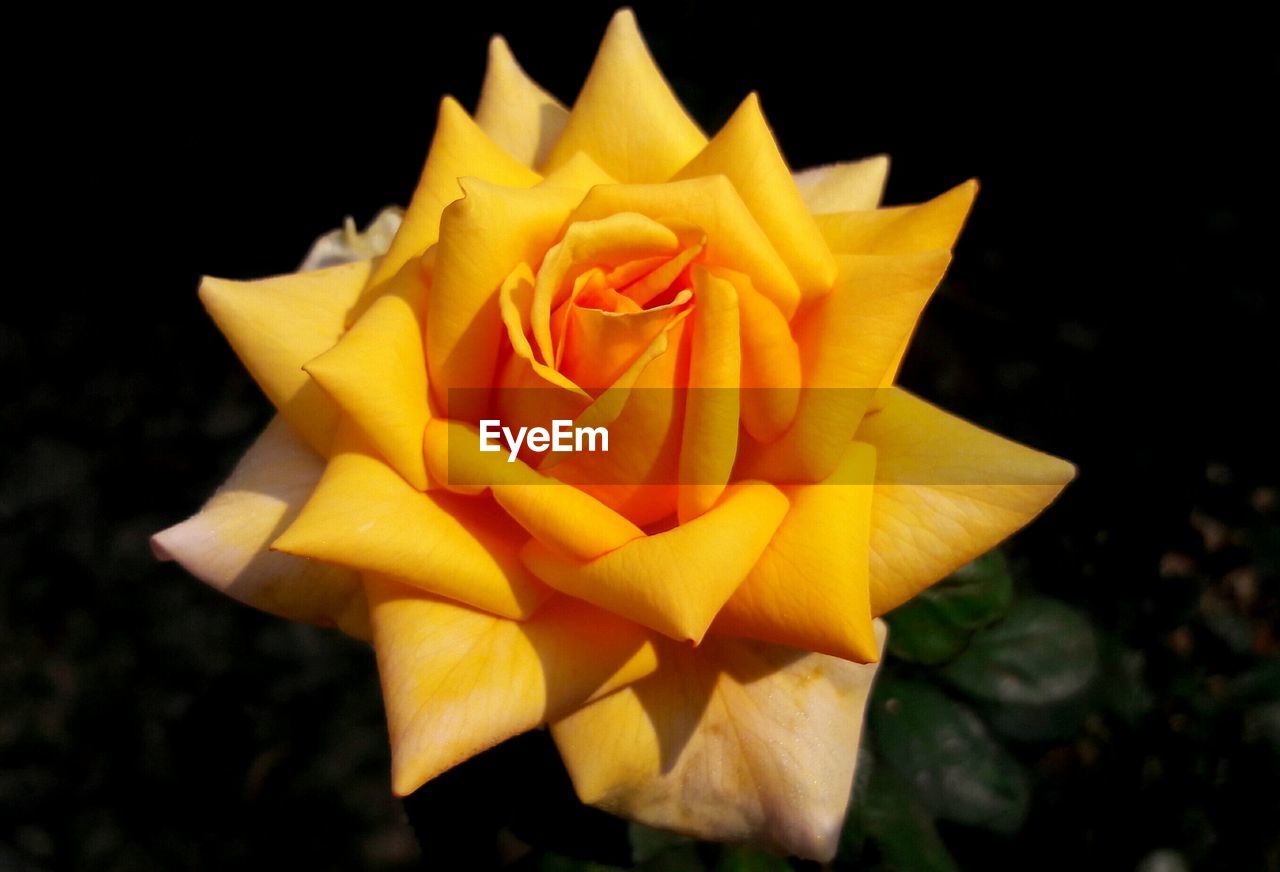 CLOSE-UP OF YELLOW ROSE