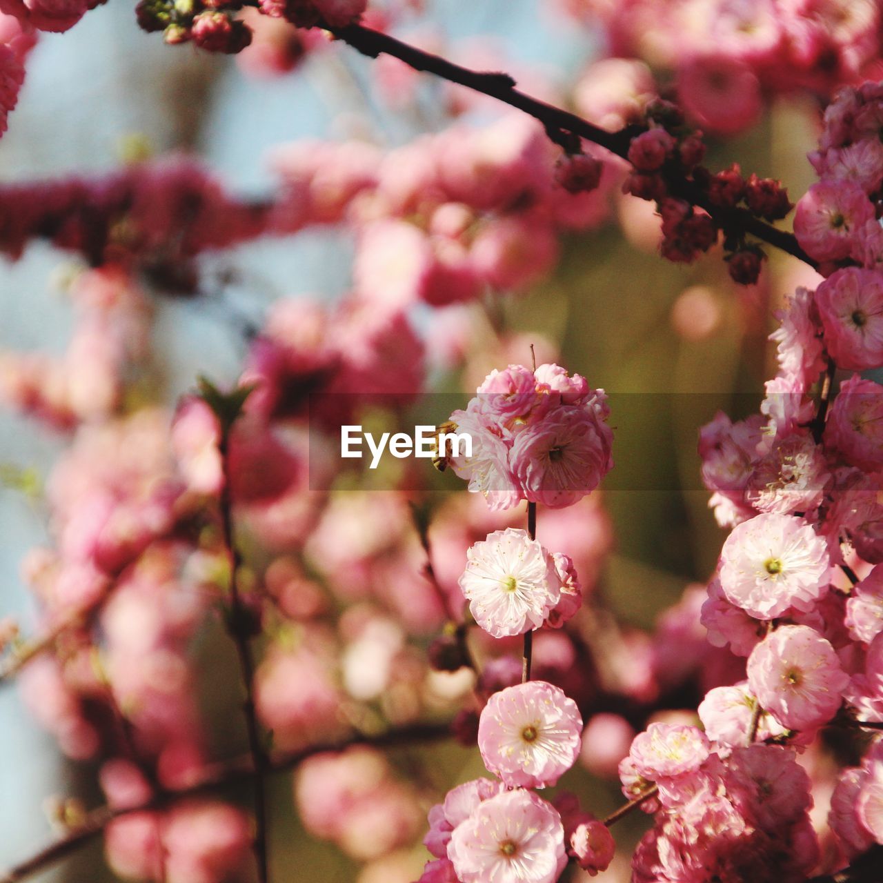 CLOSE-UP OF PINK CHERRY BLOSSOMS