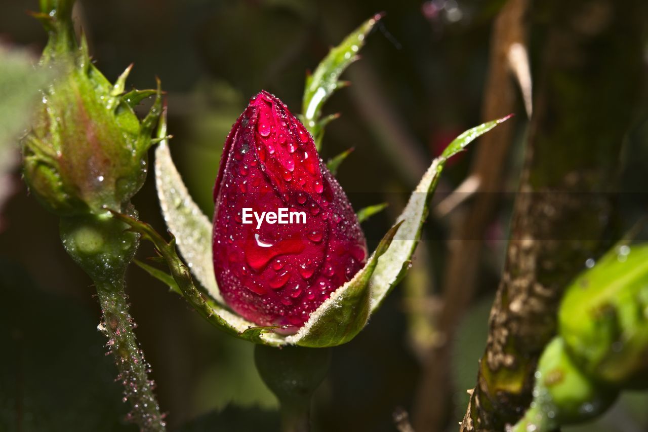 CLOSE-UP OF WET RED ROSE