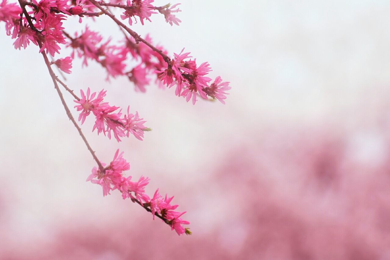 Close-up of flowers growing on tree