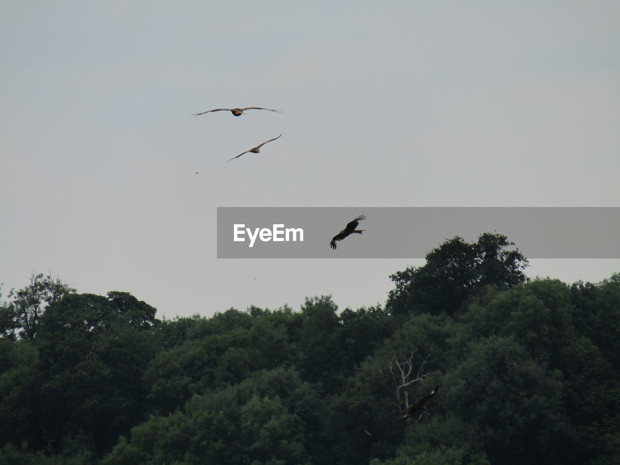 BIRD FLYING IN SKY