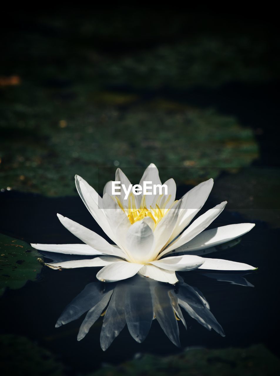 CLOSE-UP OF LOTUS WATER LILY