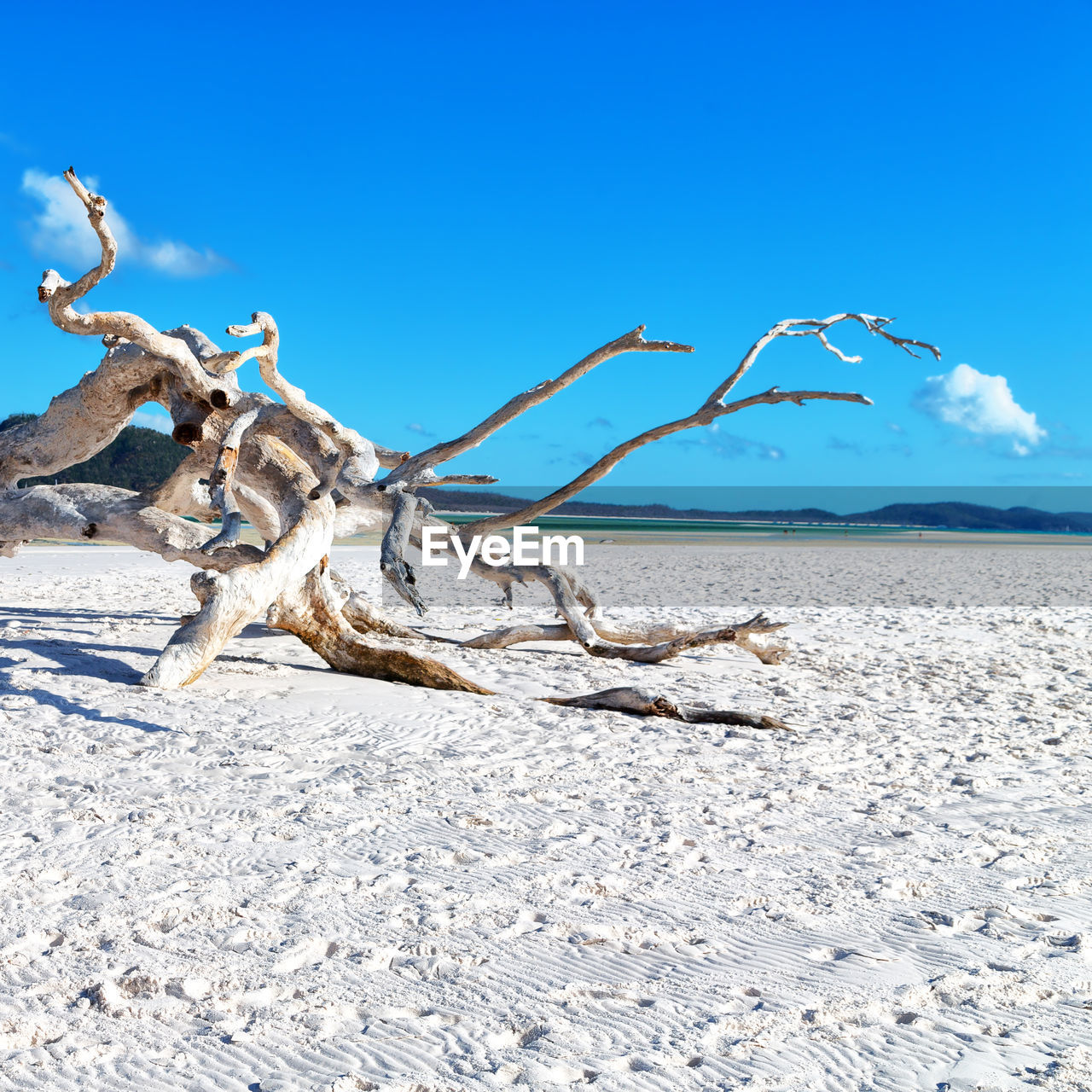 DRIFTWOOD ON BEACH