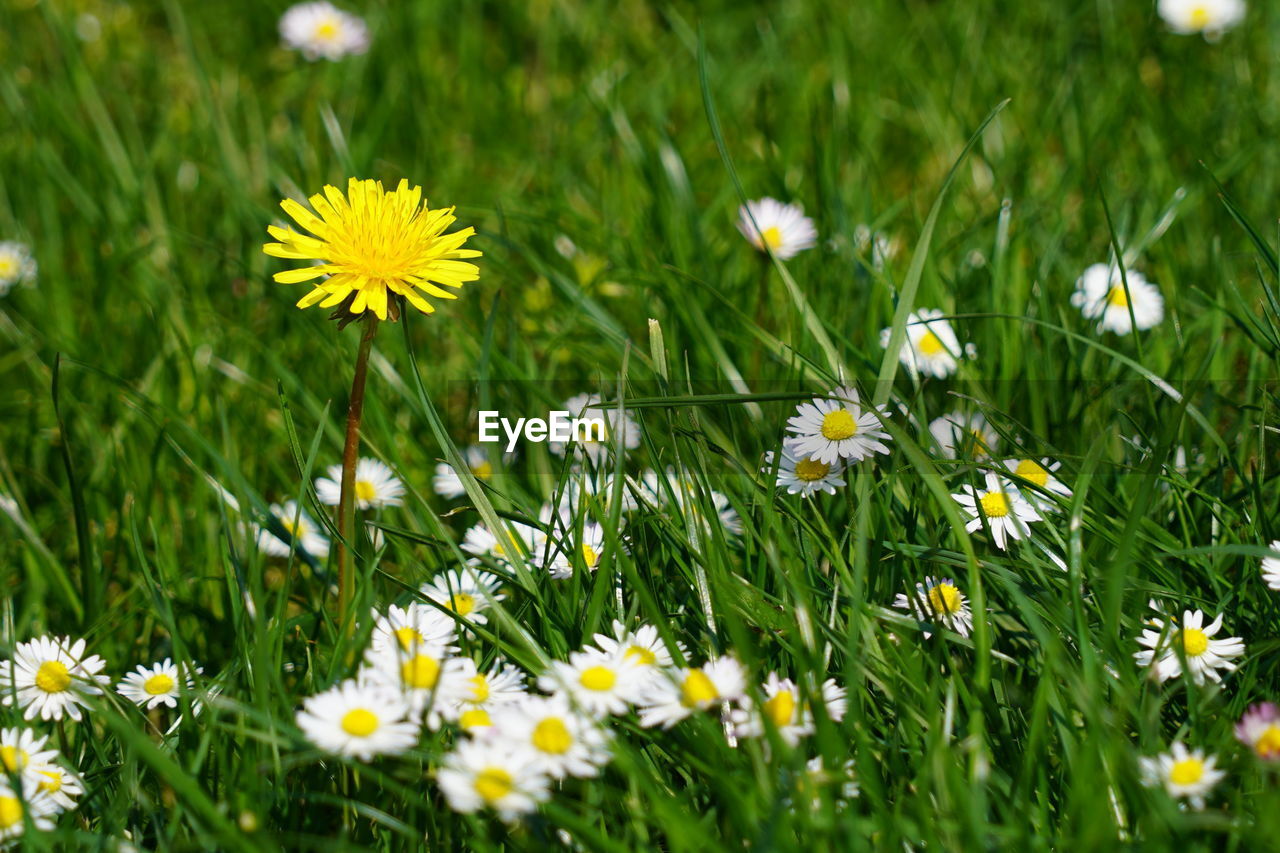 plant, flowering plant, flower, grass, freshness, meadow, beauty in nature, lawn, field, grassland, fragility, nature, daisy, growth, prairie, yellow, green, land, natural environment, close-up, white, flower head, no people, petal, inflorescence, day, plain, outdoors, springtime, wildflower, herb, selective focus, sunlight, macro photography, botany, focus on foreground