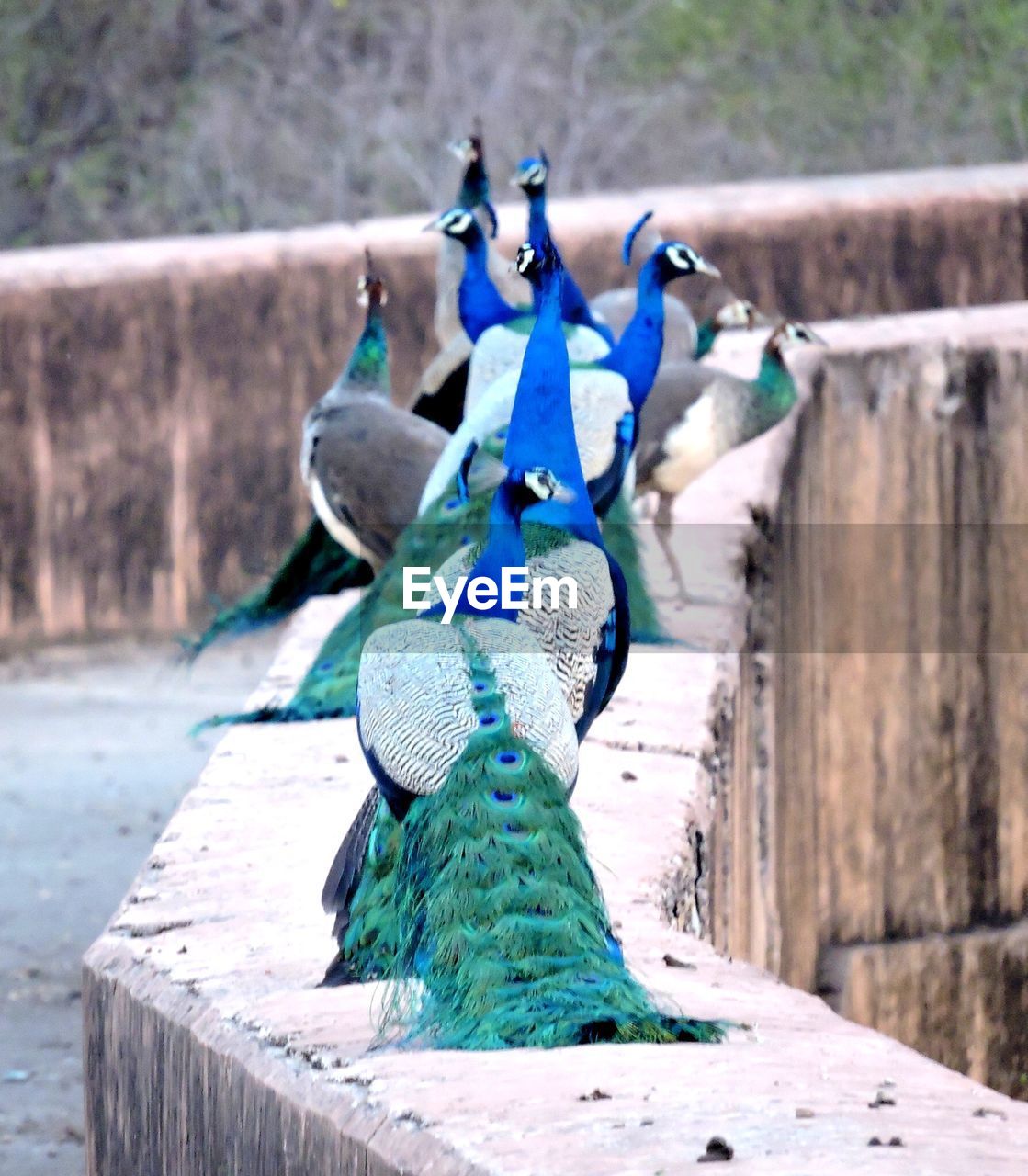 Peacocks perching on wall