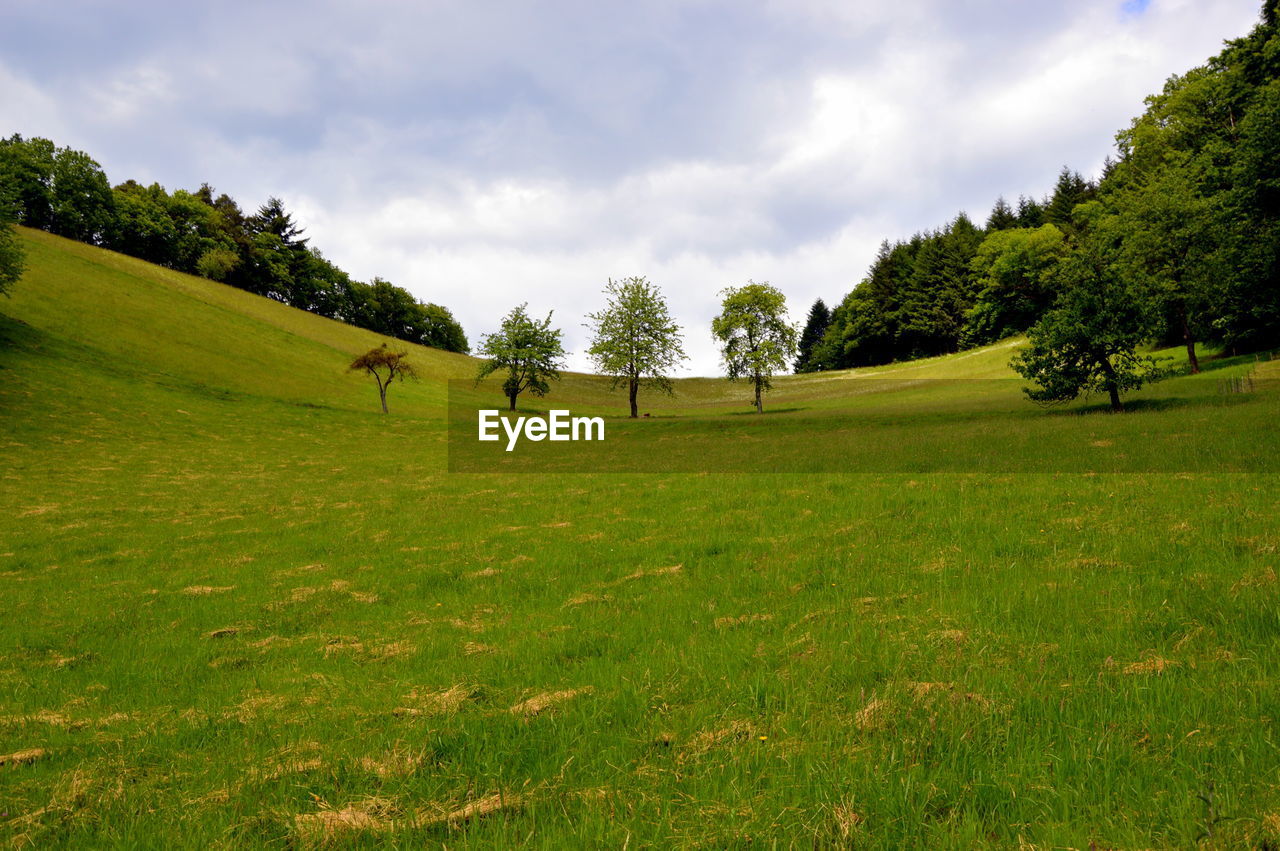 Trees on field against sky