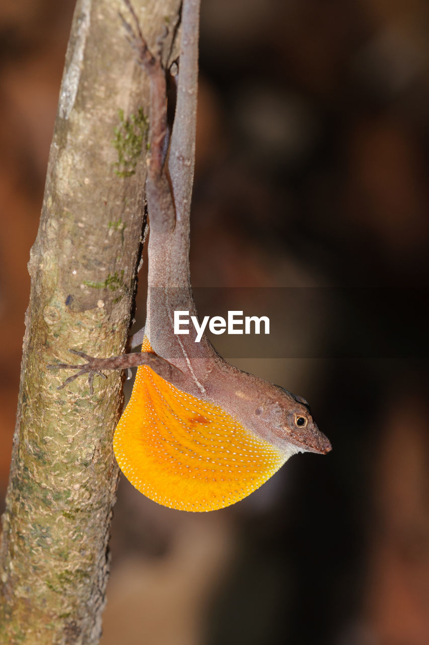 Close-up of lizard on tree trunk