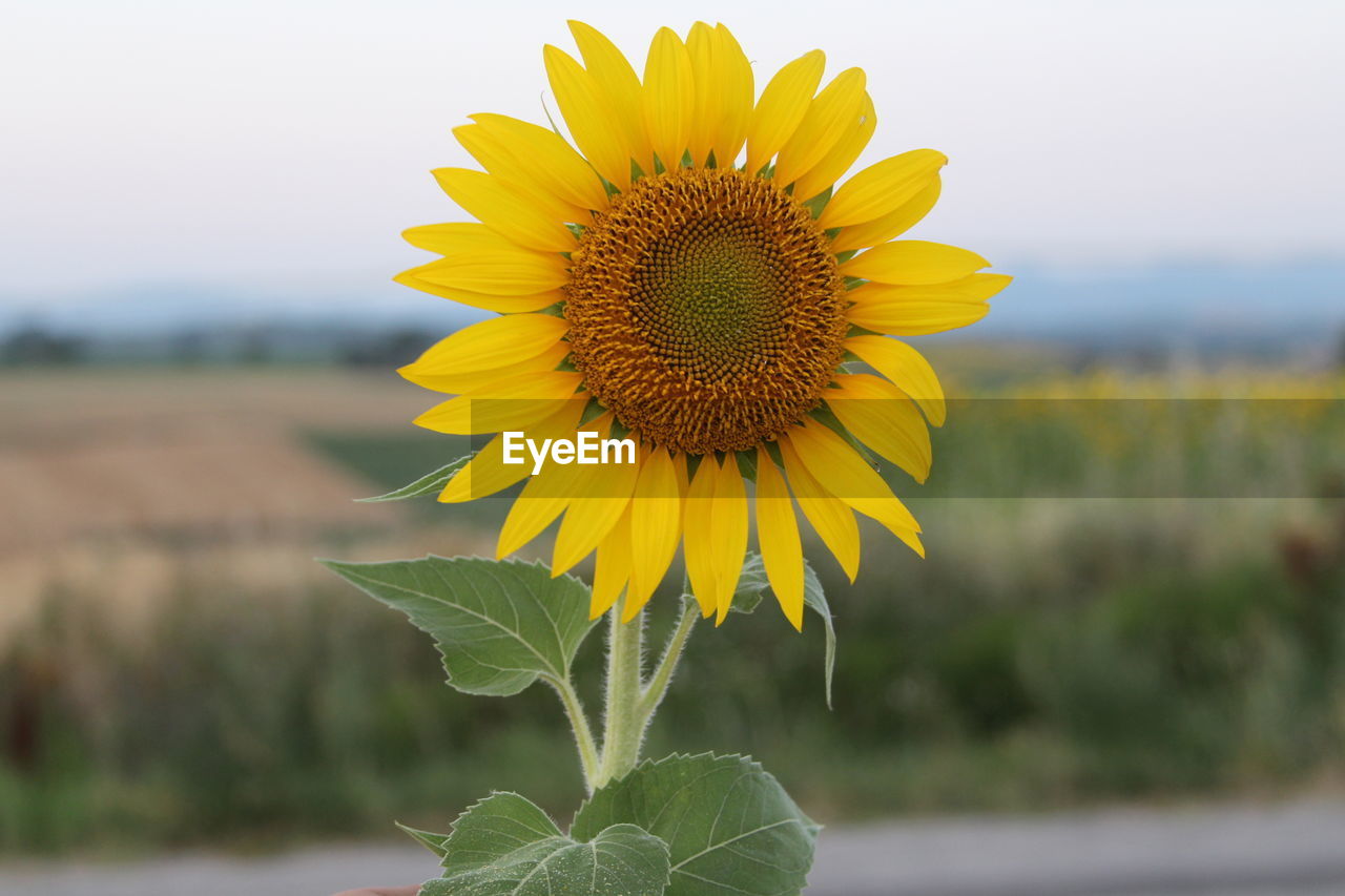 Close-up of sunflower