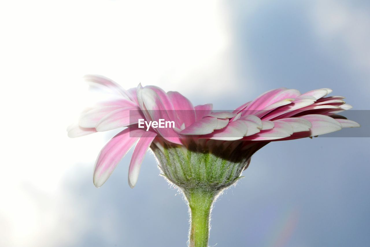 CLOSE-UP OF PINK FLOWER