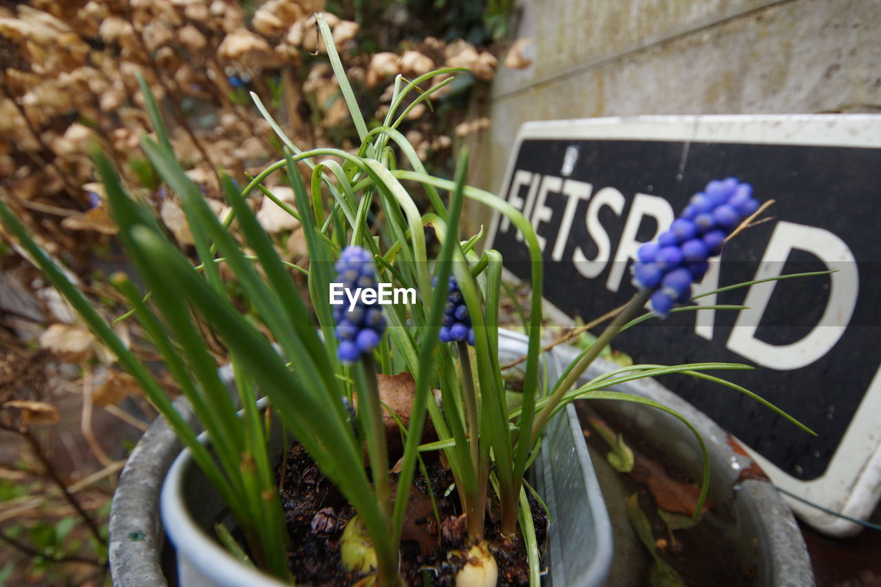 CLOSE-UP OF PURPLE FLOWERING PLANT