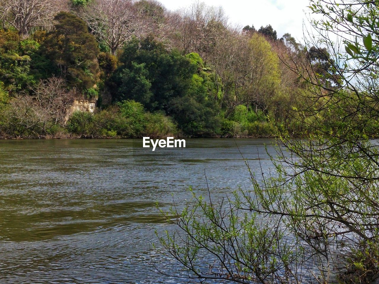 SCENIC VIEW OF RIVER AND TREES