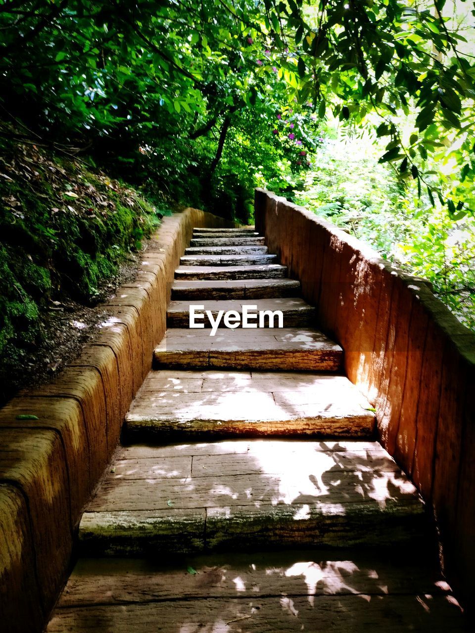 BOARDWALK AMIDST TREES AGAINST SKY