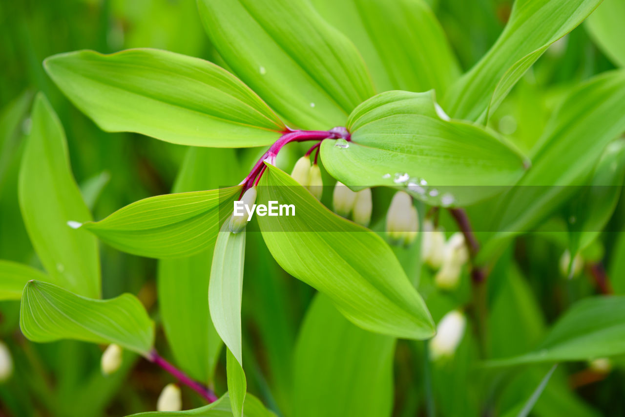 CLOSE-UP OF GREEN LEAVES