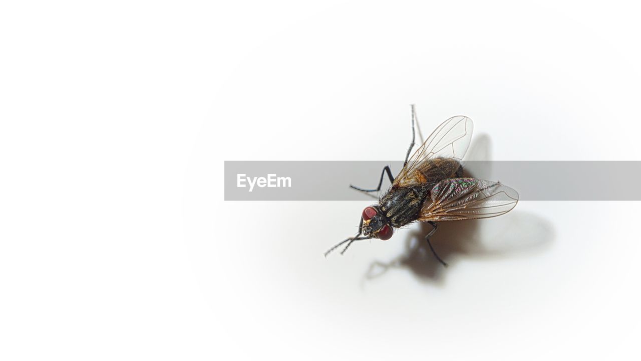 CLOSE UP OF FLY