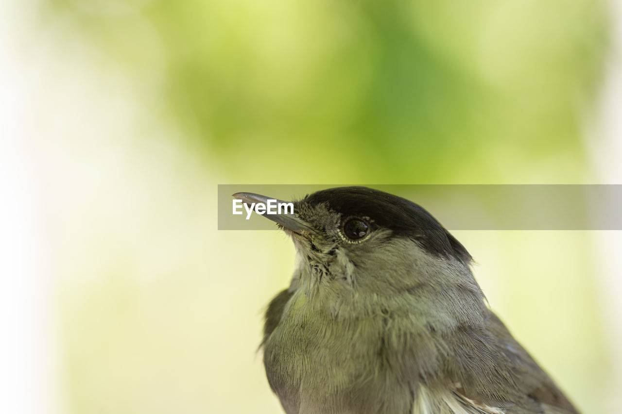 CLOSE-UP OF BIRD PERCHING ON A LEAF