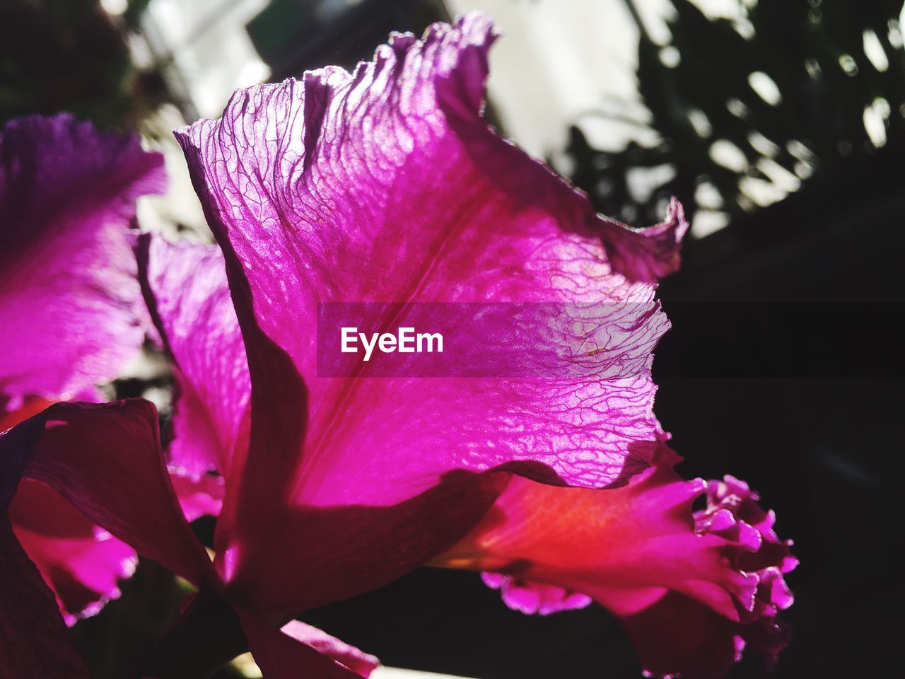 CLOSE-UP OF PINK FLOWER GROWING OUTDOORS