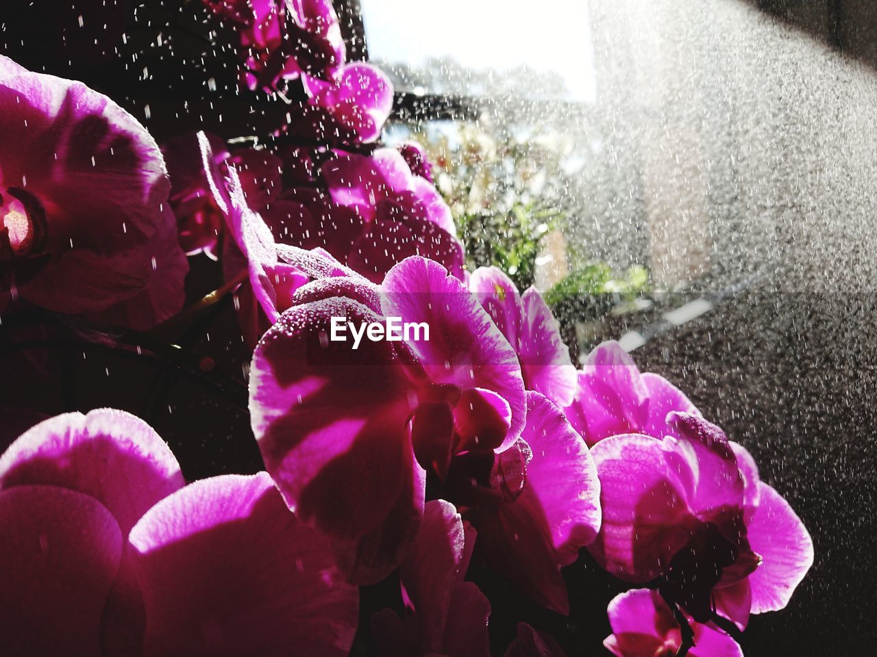 Close-up of wet pink flowering plant