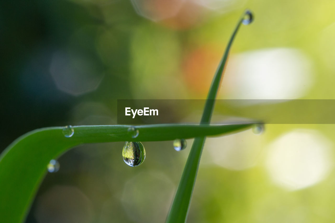 CLOSE-UP OF WATER DROPS ON PLANT