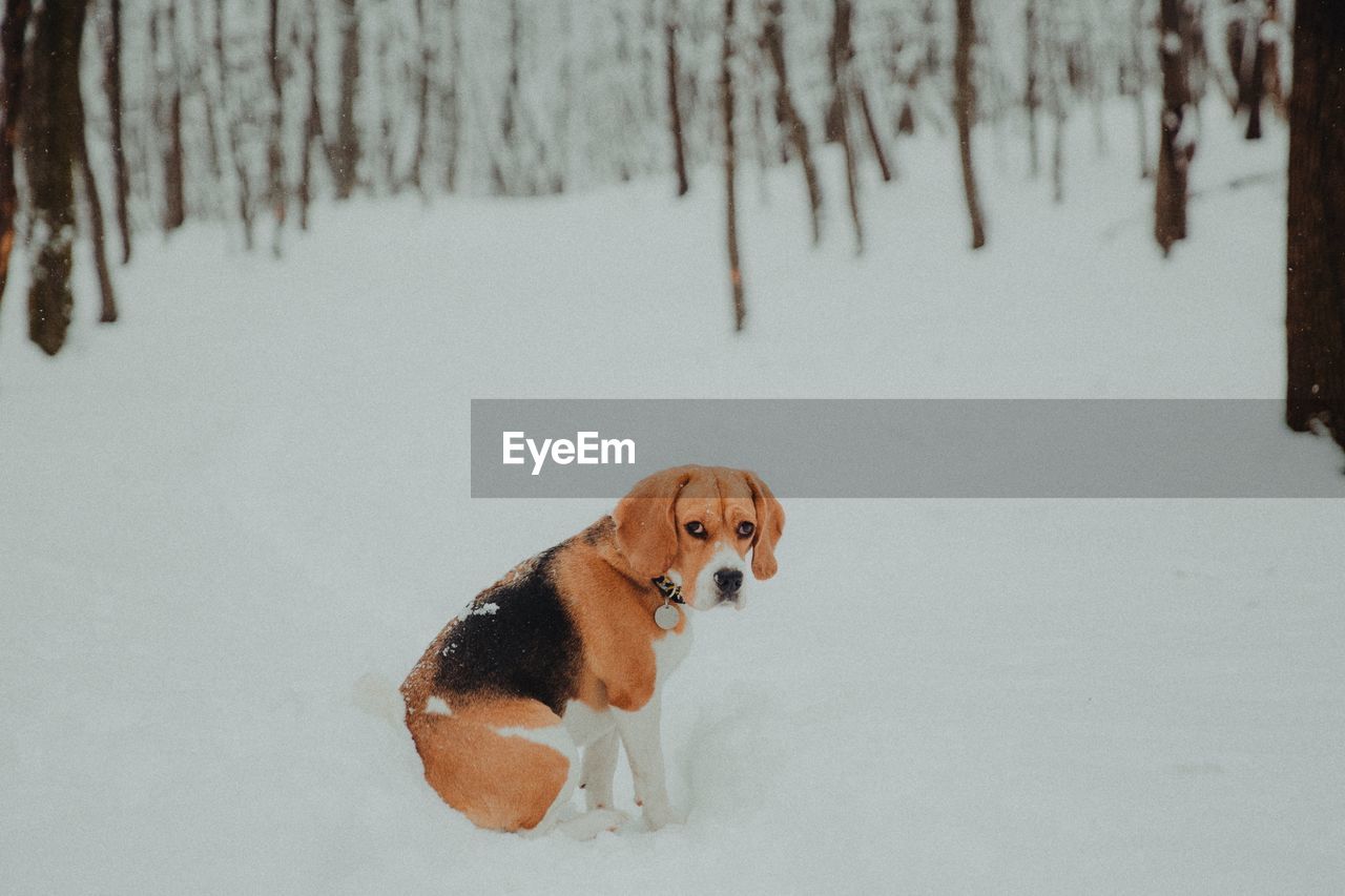 Dog on snow covered land