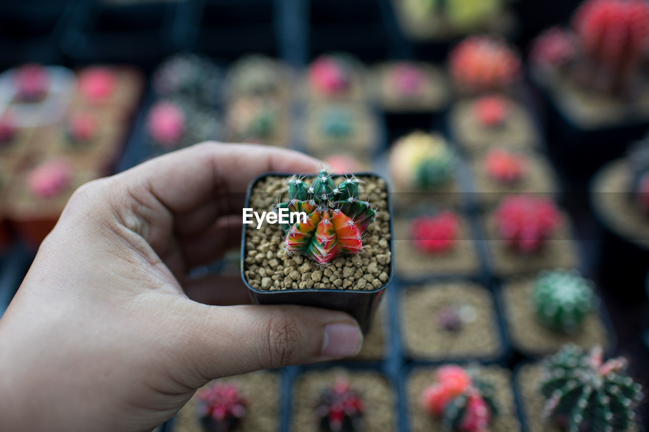 Close-up of hand holding succulent plant