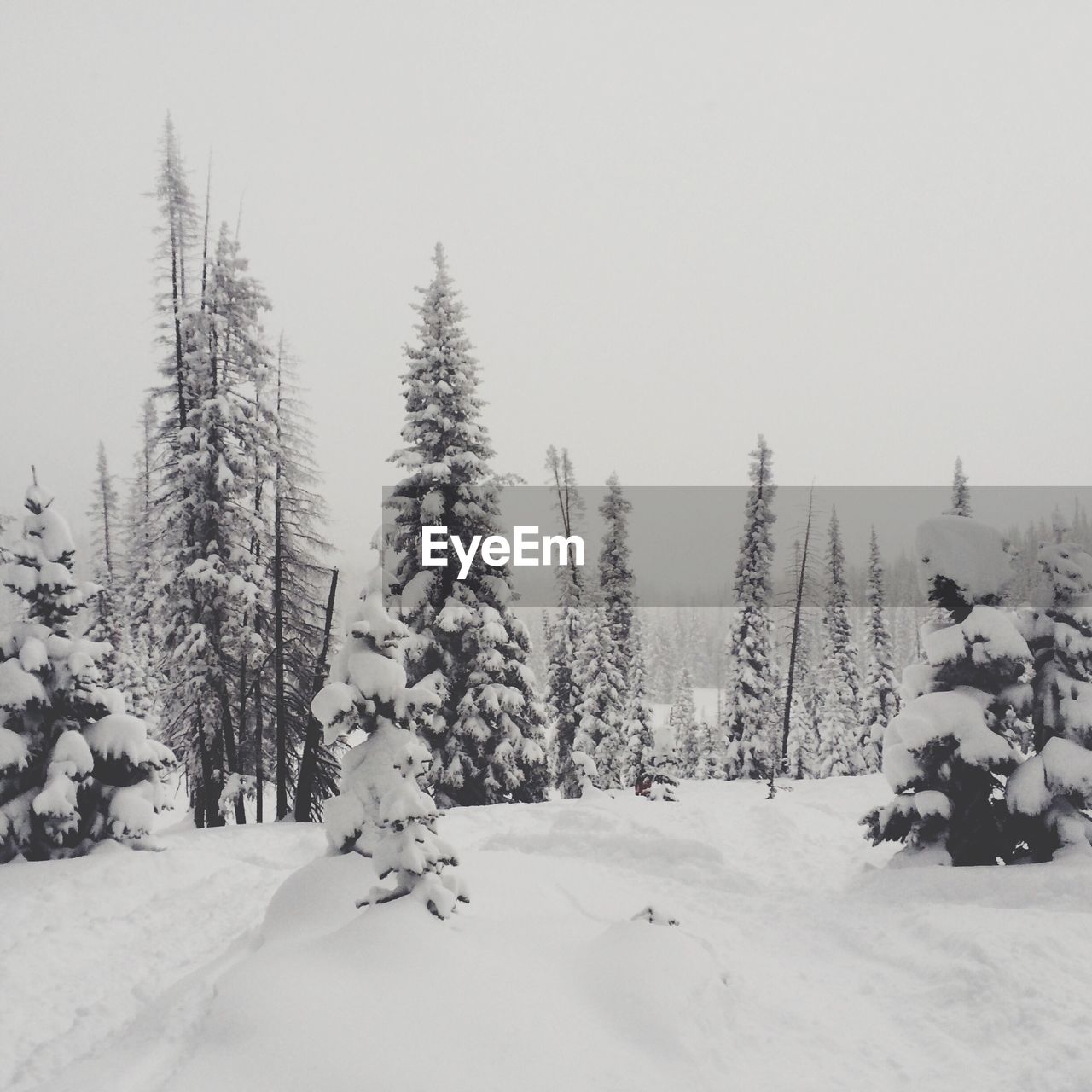 VIEW OF SNOW COVERED LANDSCAPE