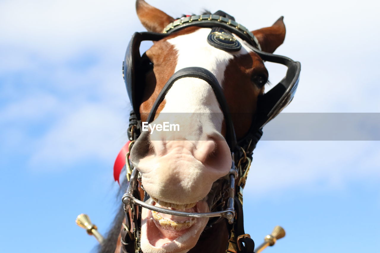 Low angle view of horse against sky