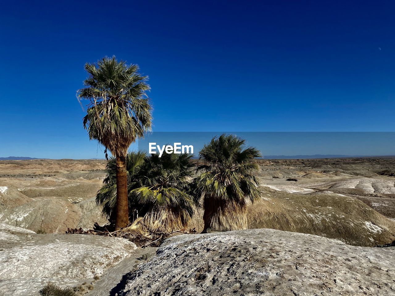 Trees growing in desert against blue sky