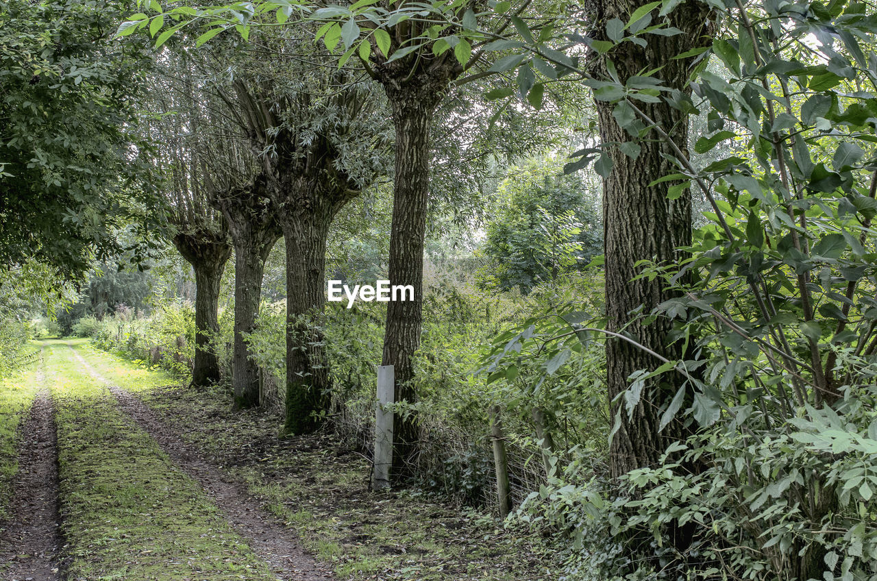 View of trees in forest