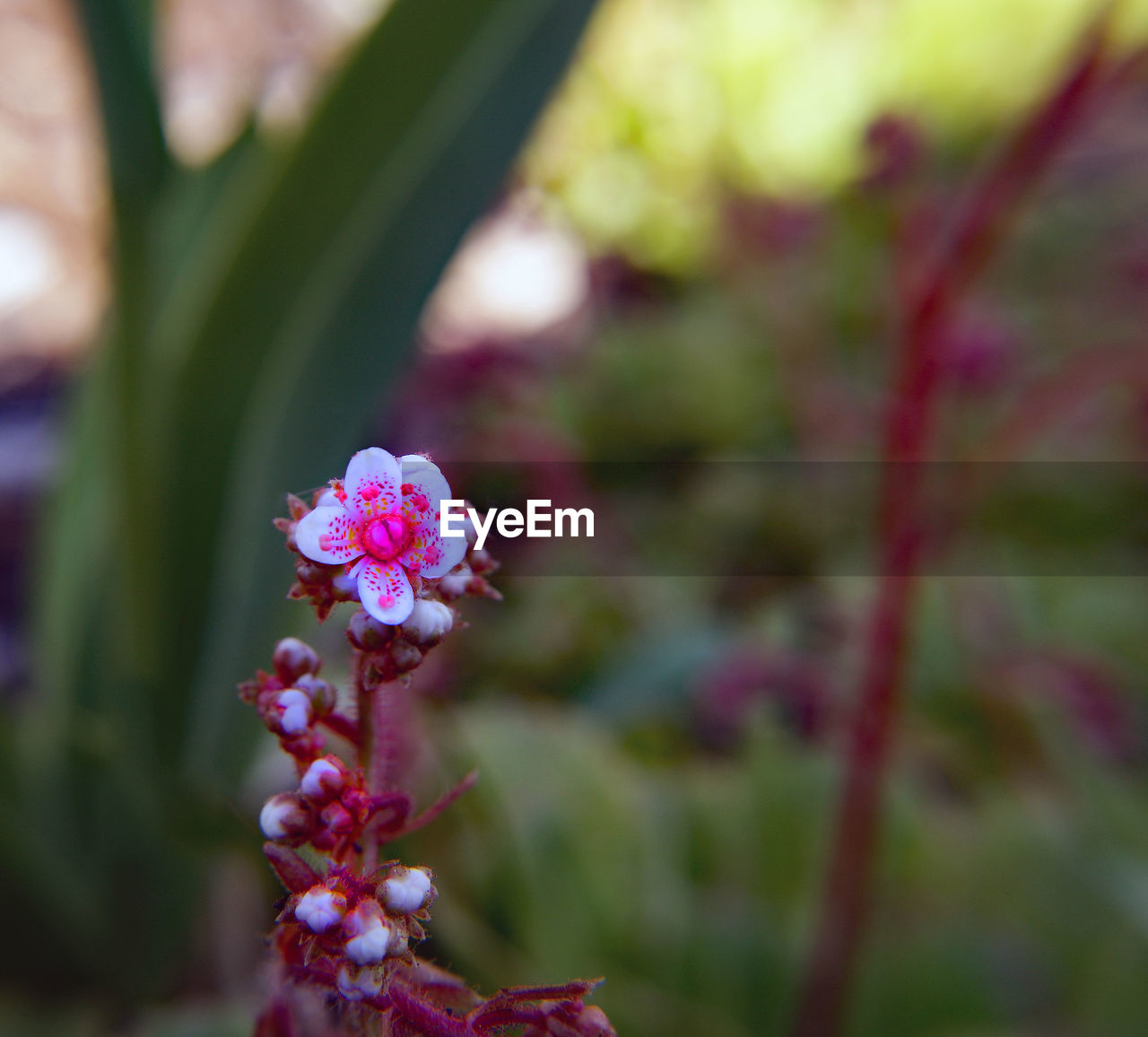 Close-up of pink flowers blooming outdoors