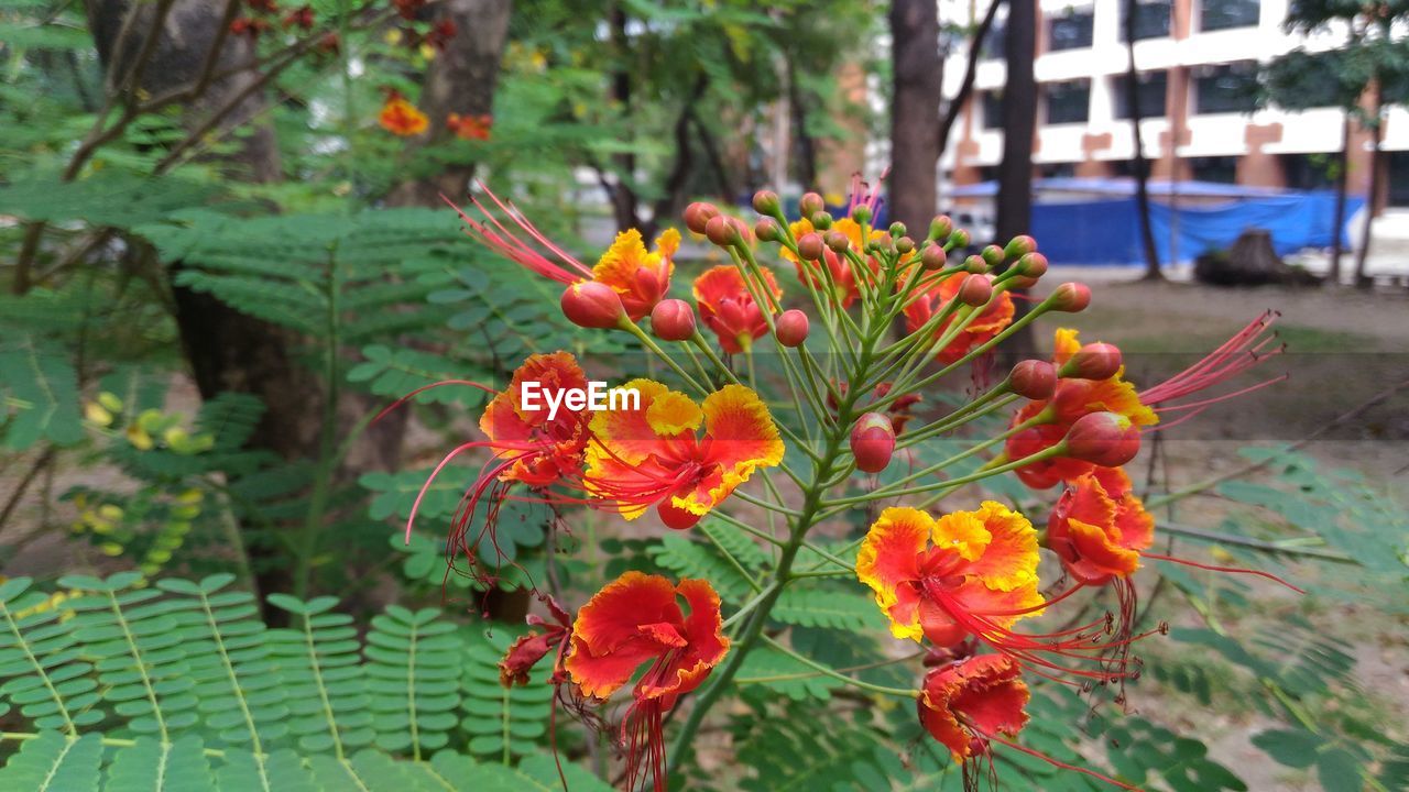 Close-up of red flowers