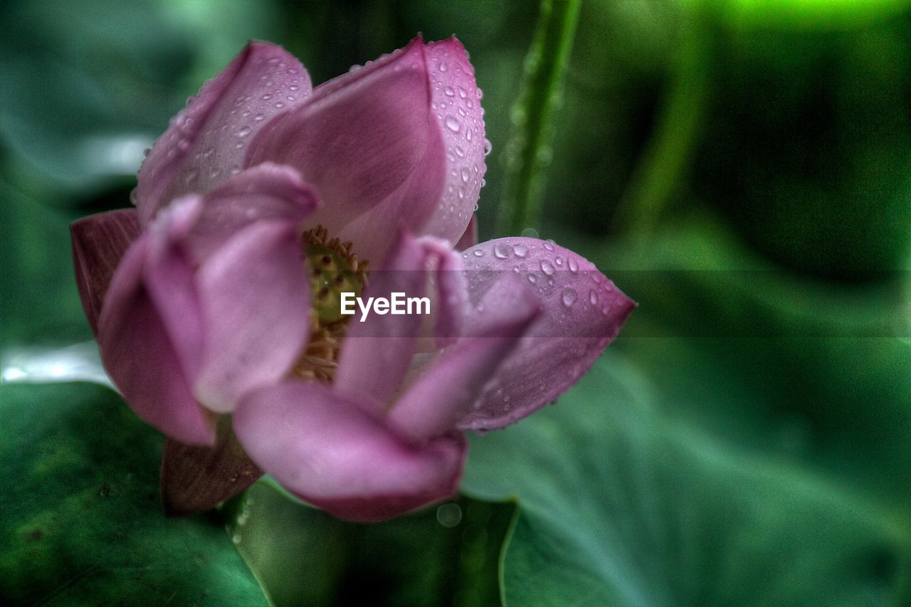 CLOSE-UP OF PINK FLOWERS BLOOMING