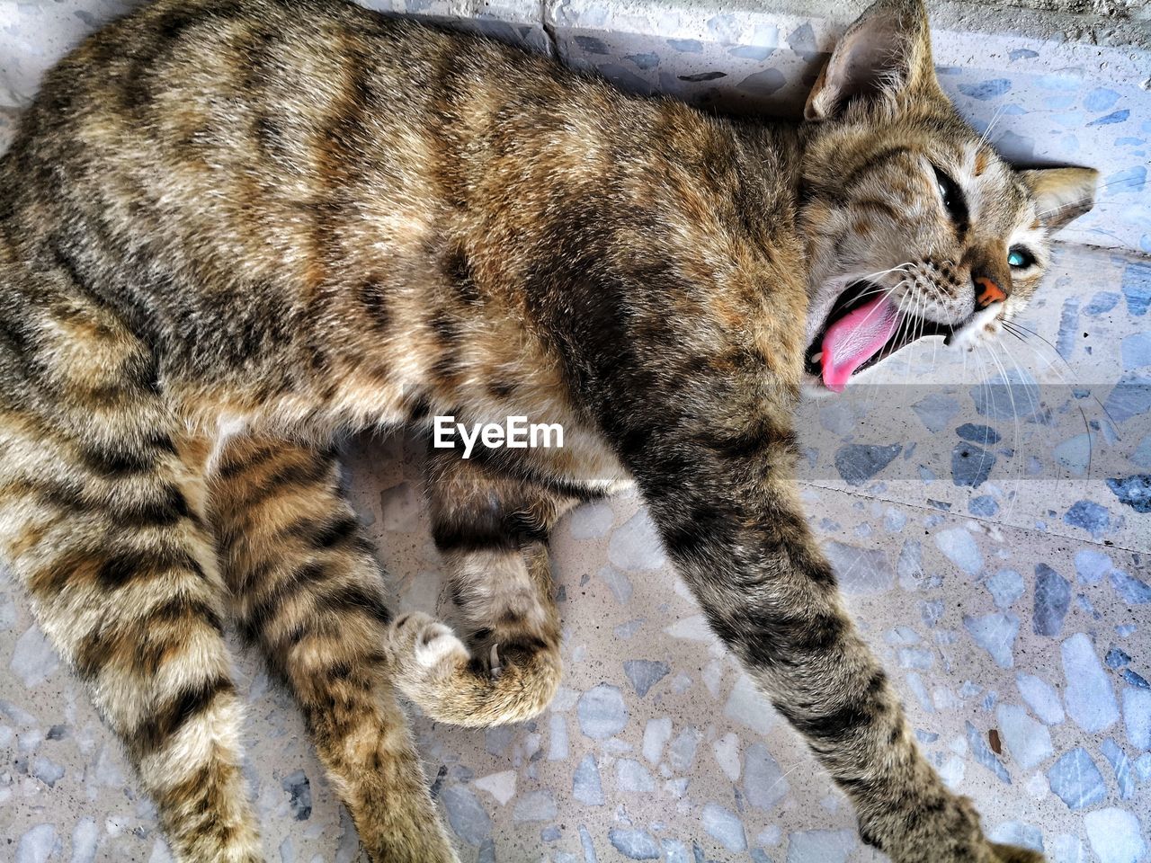 animal, animal themes, mammal, cat, feline, pet, one animal, domestic animals, wild cat, domestic cat, small to medium-sized cats, felidae, whiskers, no people, mouth open, bobcat, high angle view, carnivore, day, wildlife, lynx, facial expression