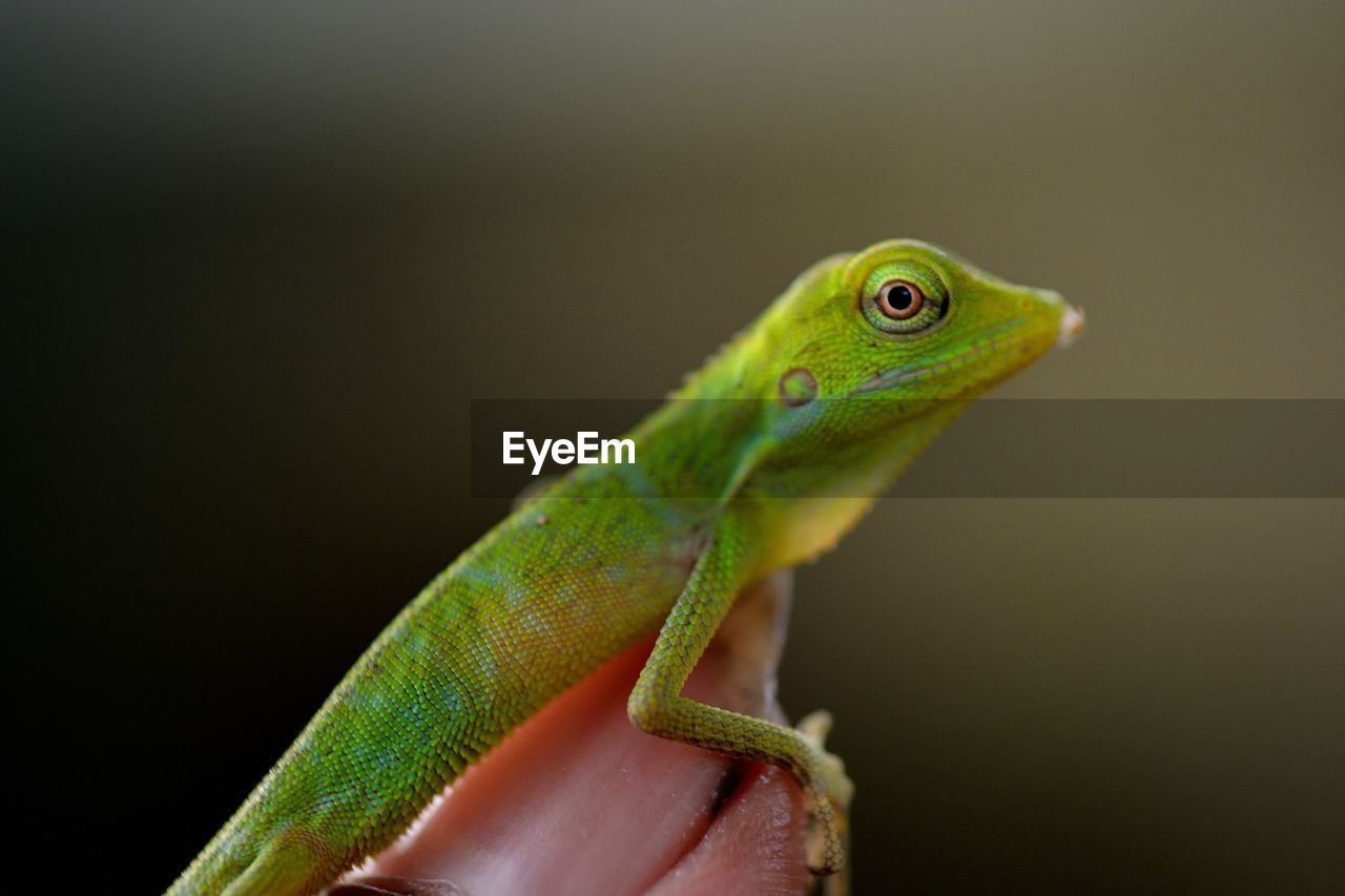 Close-up of lizard