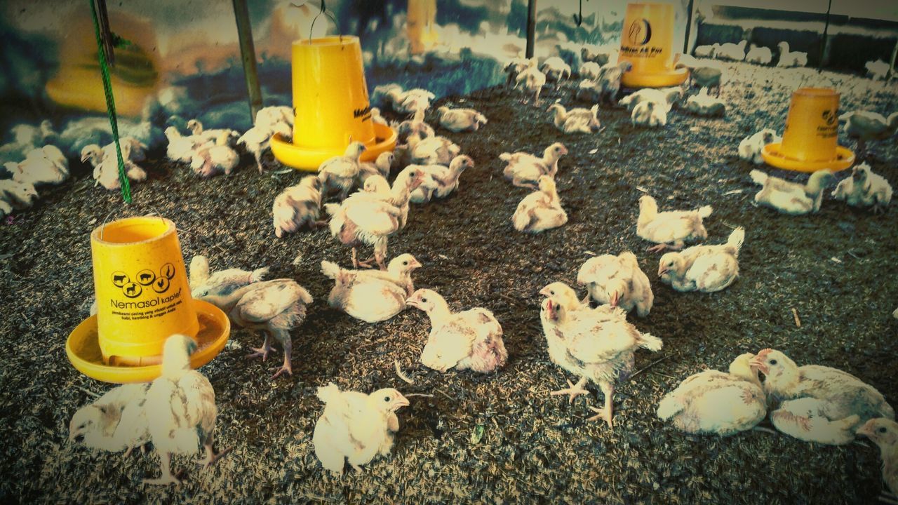 High angle view of chicks on field