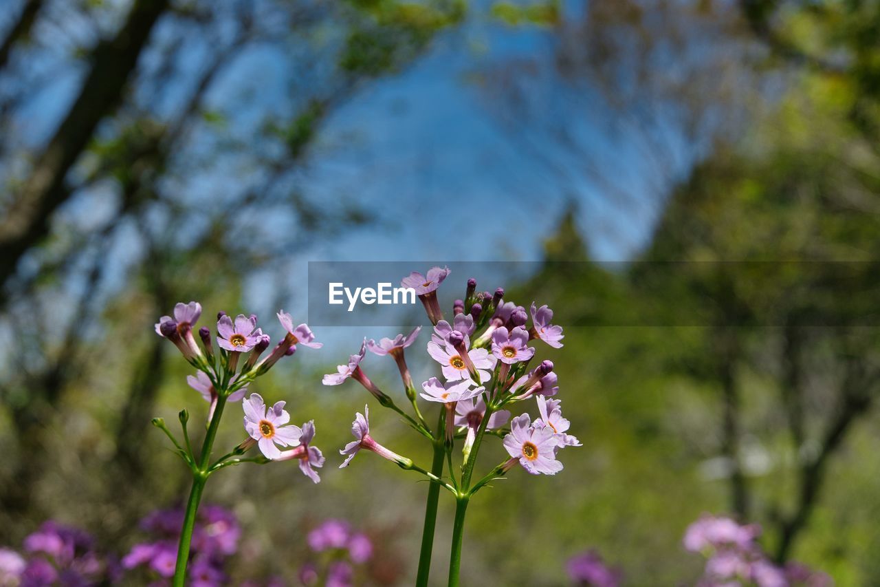 plant, flower, flowering plant, nature, beauty in nature, blossom, freshness, fragility, pink, growth, tree, springtime, close-up, flower head, focus on foreground, no people, wildflower, petal, inflorescence, meadow, outdoors, botany, day, spring, sky, leaf, macro photography, sunlight, environment, summer, purple