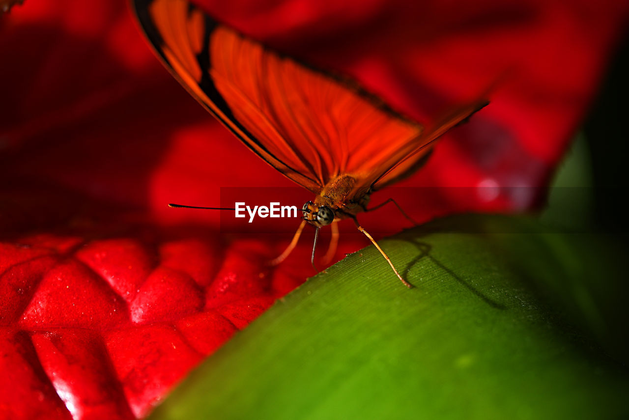 Close-up of insect on flower