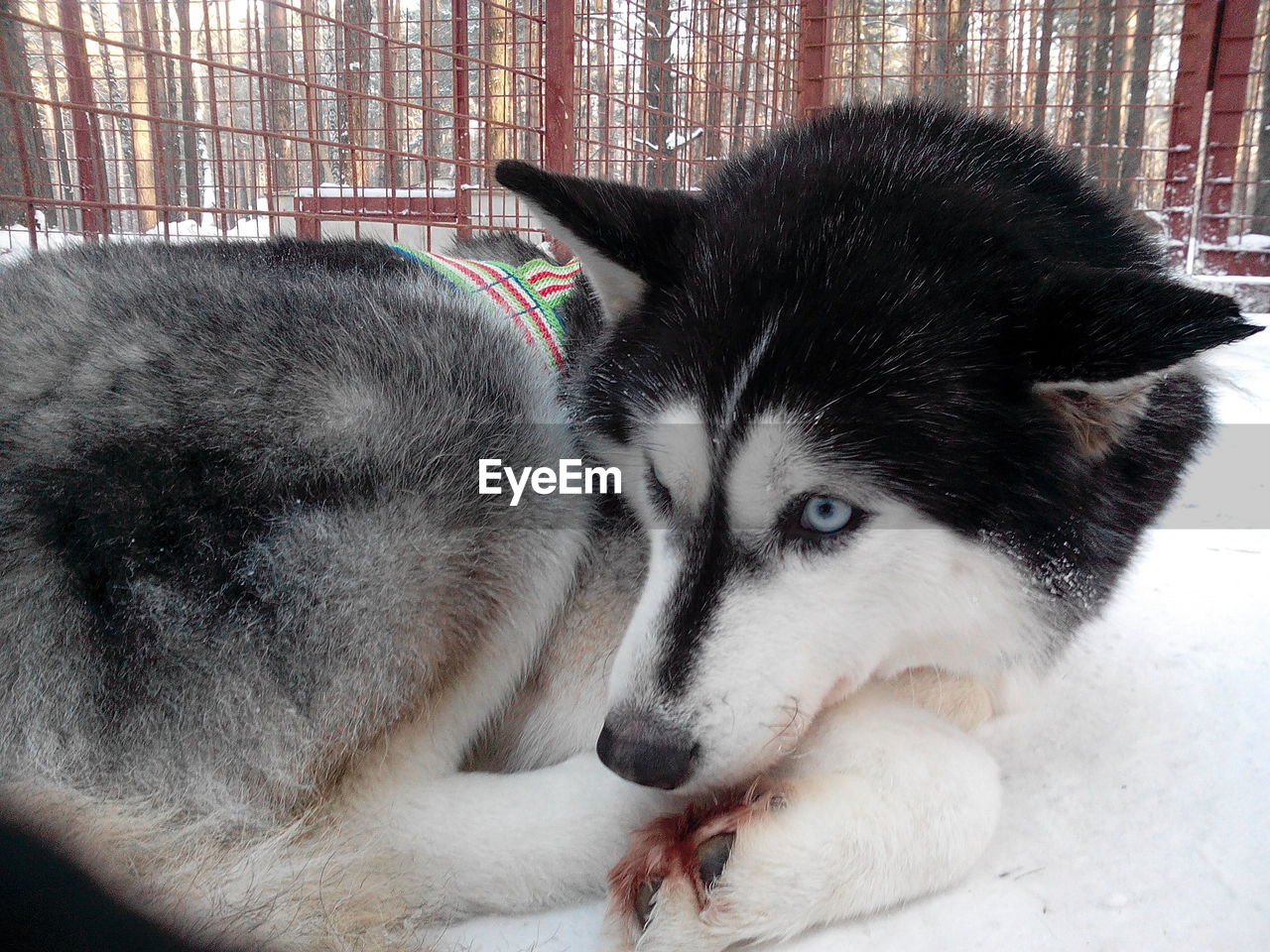 Close-up of dog husky lying down