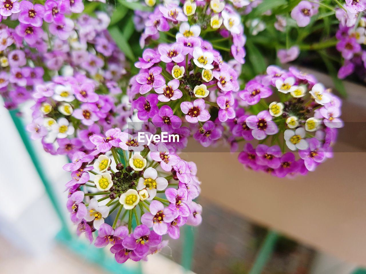 CLOSE-UP OF PURPLE FLOWERS