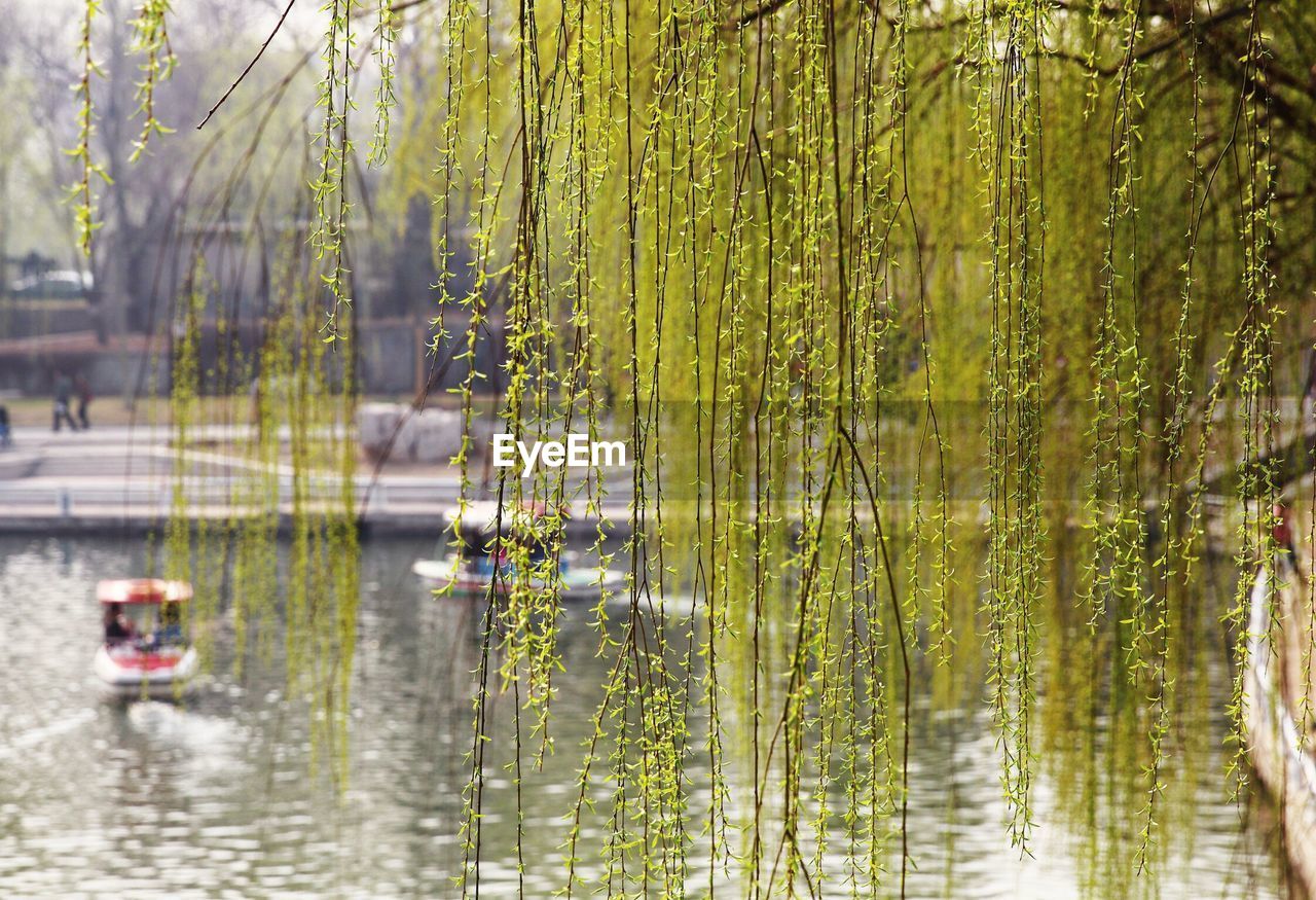 Close-up of weeping willow tree by lake