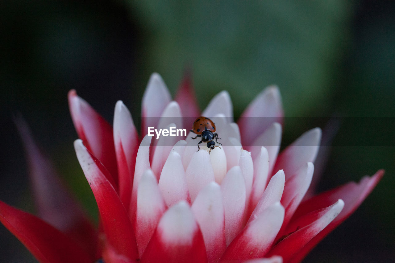 Red and white bromeliad flower with a convergent lady beetle called ladybug hippodamia convergens