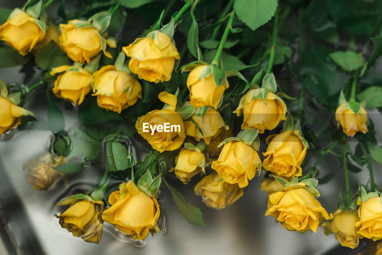 A bouquet of yellow garden roses in the kitchen sink.