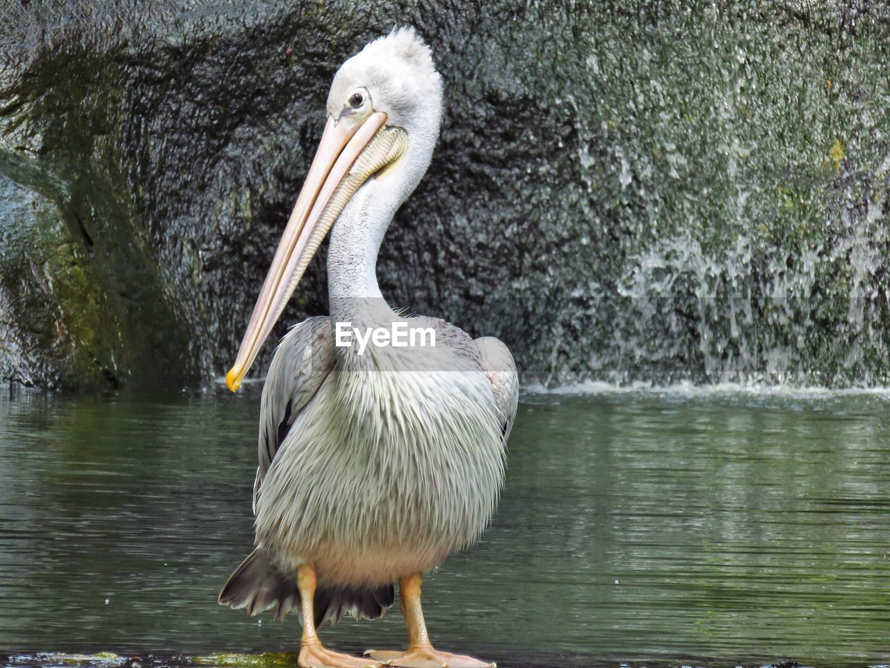 Close-up of pelican on lake