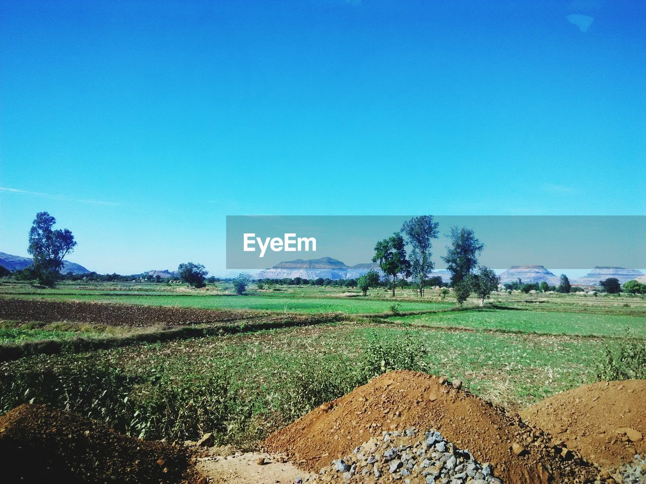 Scenic view of agricultural field against clear blue sky